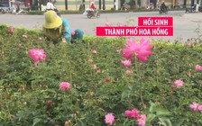 Hồi sinh thành phố hoa hồng