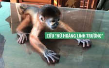 Cứu “nữ hoàng linh trưởng” sơ sinh, sức khỏe suy kiệt vì lạc mẹ