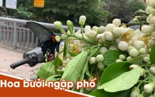 Hoa bưởi ngập phố, giá “chát” vẫn đắt hàng