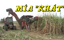 Mía “khát” và nỗi lo lắng của dân Gia Lai trước mùa hạn khốc liệt