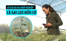 Gặp cô gái Ba Na khởi nghiệp với trà cà gai leo hữu cơ