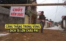 Căng thẳng trong vùng dịch tả lợn châu Phi thứ hai ở Thanh Hóa