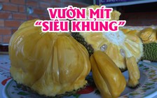 Vườn mít ra trái “siêu khủng” có một không hai của lão nông miền Tây