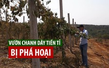 Đau xót nhìn vườn chanh dây tiền tỉ bị kẻ gian phá hoại không thương tiếc