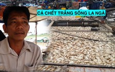 Bất lực nhìn cá chết trắng sông La Ngà, dân lâm vào thảm kịch nợ nần