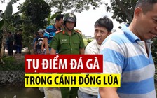 Bắt tụ điểm đá gà có cảnh giới nằm sâu trong cánh đồng lúa