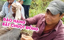 Xem dân miền Tây đào hang bắt chuột đồng tài tình