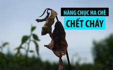 Nông dân điêu đứng vì hàng chục ha chè chết cháy