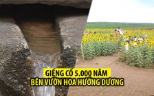 Làng du lịch với giếng cổ, sâm Bố Chính và hoa hướng dương