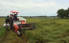 Tiếng máy gặt não lòng trên cánh đồng lúa ngả nghiêng sau cơn bão