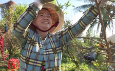 Công việc lạ ở miền Tây: Vặt trụi vườn mai kiếm tiền xài Tết