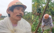 Đau đớn tự tay chặt hạ vườn đu đủ đang thu hoạch vì lũ dữ