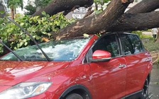 Cây ngã đè Mazda, tài xế kẹt trong xe giữa mưa chiều ở Phú Mỹ Hưng