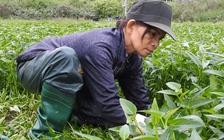 Hái rau ngày bão, nông dân vớt vát “chạy đua” với cơn cuồng phong Noru