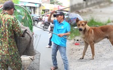 Hớt hải vì thú cưng bị đội bắt chó "vợt gọn" khi chạy rông ngoài đường