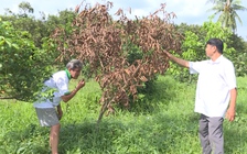 Công an truy tìm kẻ 'sát hại' vườn chôm chôm