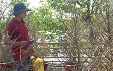 Phố hoa xuân ven sông khô hạn, người dân mua nước bình để tưới tạm