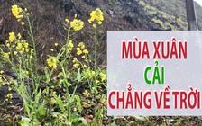 Mùa xuân, cải chẳng về trời