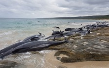 SỐC: Hơn 100 con cá voi chết thảm trên bãi biển