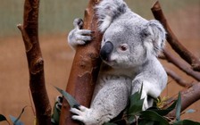 Dân chặt cây ngăn cháy rừng, gấu túi Úc chết đói