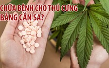 Liệu pháp mới có thể chữa bệnh cho thú cưng?
