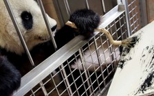 Họa sĩ gấu trúc bán tranh giá 560 USD/bức