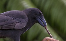 Bạn sẽ ngạc nhiên vì loài này lại thông minh không thua loài chó