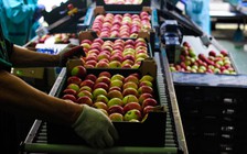 Phương Tây cấm vận Nga và mùa táo 'đắng' của nông dân Ba Lan