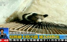 Hi hữu gấu nâu hoang dã mắc kẹt trong...cống thoát nước