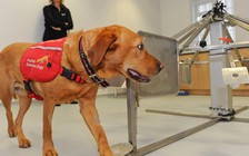 Chó cũng biết phát hiện người mang ký sinh trùng sốt rét