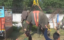 Voi rừng Ấn Độ lạc vào khu dân cư gây chết người