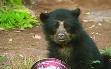 Giải cứu bé 'gấu Paddington' đời thực sau khi gấu mẹ bị giết