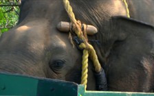 Voi rừng giết 4 người bị bắt ở Ấn Độ