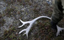 Phép thử cho Bắc Cực: chọn mỏ đồng hay tuần lộc?