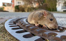 Lính cứu hỏa Đức giải cứu chuột cống 'mũm mĩm'