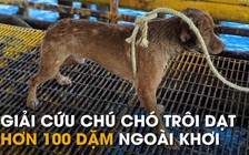 Chú chó 'lạc trôi' gần 220km trên biển trước khi được giải cứu