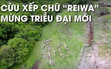 Đàn cừu làm gì để mừng triều đại Lệnh Hòa của tân Nhật hoàng Naruhito?