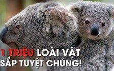 Một triệu loài sinh vật đang có nguy cơ tuyệt chủng