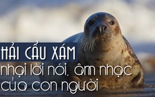 Nghe hải cẩu xám hát 'Twinkle twinkle little star'!