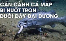 'Cá lớn nuốt cá bé', đến cá mập cũng thành con mồi