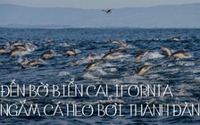 Mặt biển 'sôi' rào rào vì đàn cá heo nghịch ngợm lướt sóng