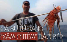 Cá sư tử gây họa ở Địa Trung Hải và cách xử lý 'ngon lành' nhất