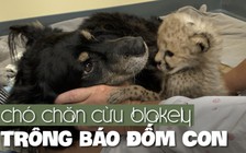 Chó chăn cừu làm ‘bảo mẫu’ cho báo đốm con thiếu mẹ