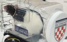 Không phải chuyện đùa: dạy chuột lái xe