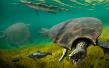 Loài 'rùa chiến binh' to bằng xe hơi từng lang thang trên trái đất