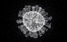 Virus corona chủng mới có ít nhất 8 biến thể, nhưng không nguy hiểm hơn
