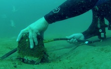 Tiềm năng cho khám phá y học từ rừng bách bị chôn vùi suốt 60.000 năm dưới biển