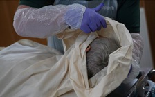 Số người chết vượt 40.000, cách xử lý dịch Covid-19 của thủ tướng Anh bị nghi ngờ