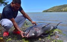 Đau lòng mẹ con cá heo thoi thóp trên mặt biển loang dầu