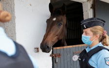 Nông dân Pháp lo sợ kẻ bí ẩn chuyên giết ngựa, móc mắt, cắt tai